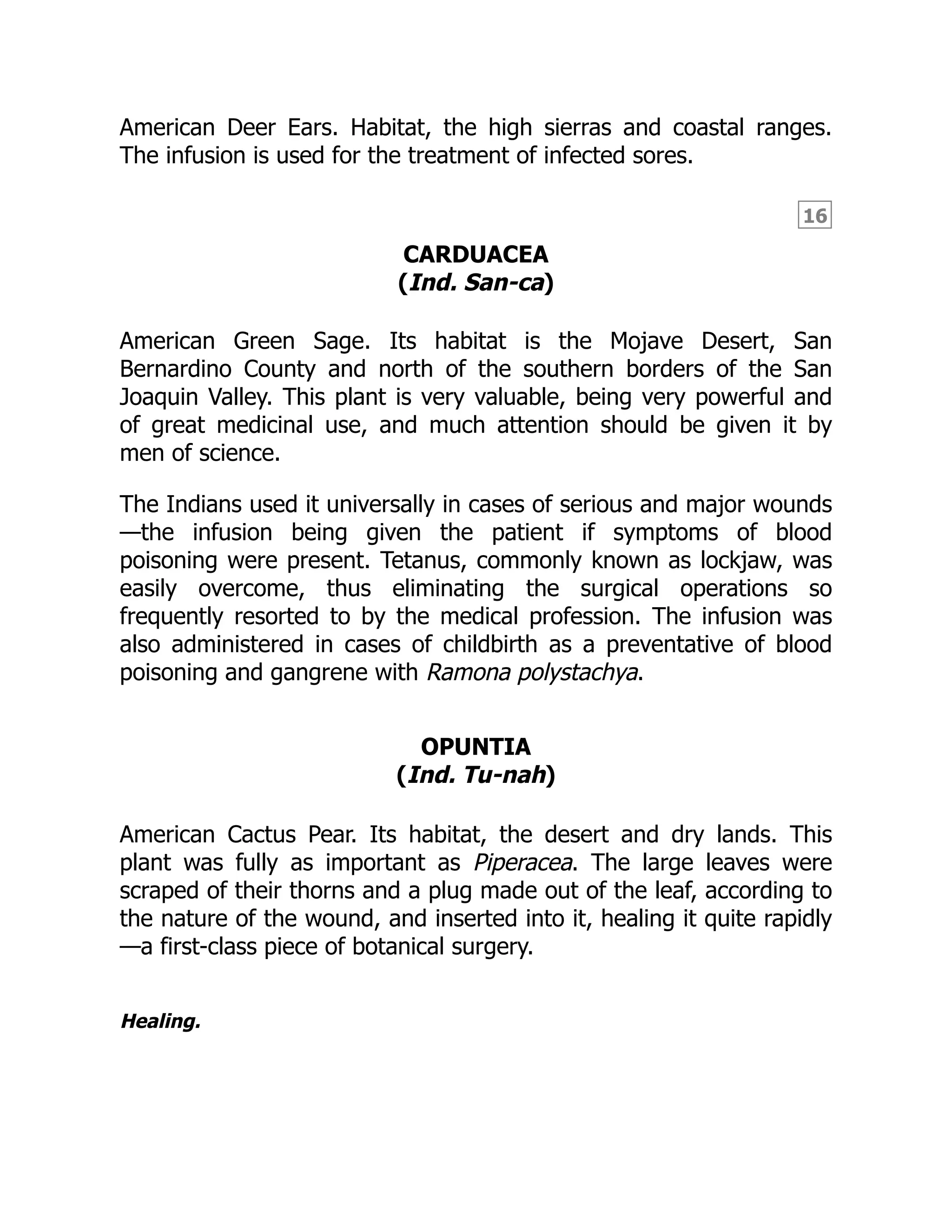 16
American Deer Ears. Habitat, the high sierras and coastal ranges.
The infusion is used for the treatment of infected sores.
CARDUACEA
(Ind. San-ca)
American Green Sage. Its habitat is the Mojave Desert, San
Bernardino County and north of the southern borders of the San
Joaquin Valley. This plant is very valuable, being very powerful and
of great medicinal use, and much attention should be given it by
men of science.
The Indians used it universally in cases of serious and major wounds
—the infusion being given the patient if symptoms of blood
poisoning were present. Tetanus, commonly known as lockjaw, was
easily overcome, thus eliminating the surgical operations so
frequently resorted to by the medical profession. The infusion was
also administered in cases of childbirth as a preventative of blood
poisoning and gangrene with Ramona polystachya.
OPUNTIA
(Ind. Tu-nah)
American Cactus Pear. Its habitat, the desert and dry lands. This
plant was fully as important as Piperacea. The large leaves were
scraped of their thorns and a plug made out of the leaf, according to
the nature of the wound, and inserted into it, healing it quite rapidly
—a first-class piece of botanical surgery.
Healing.
 