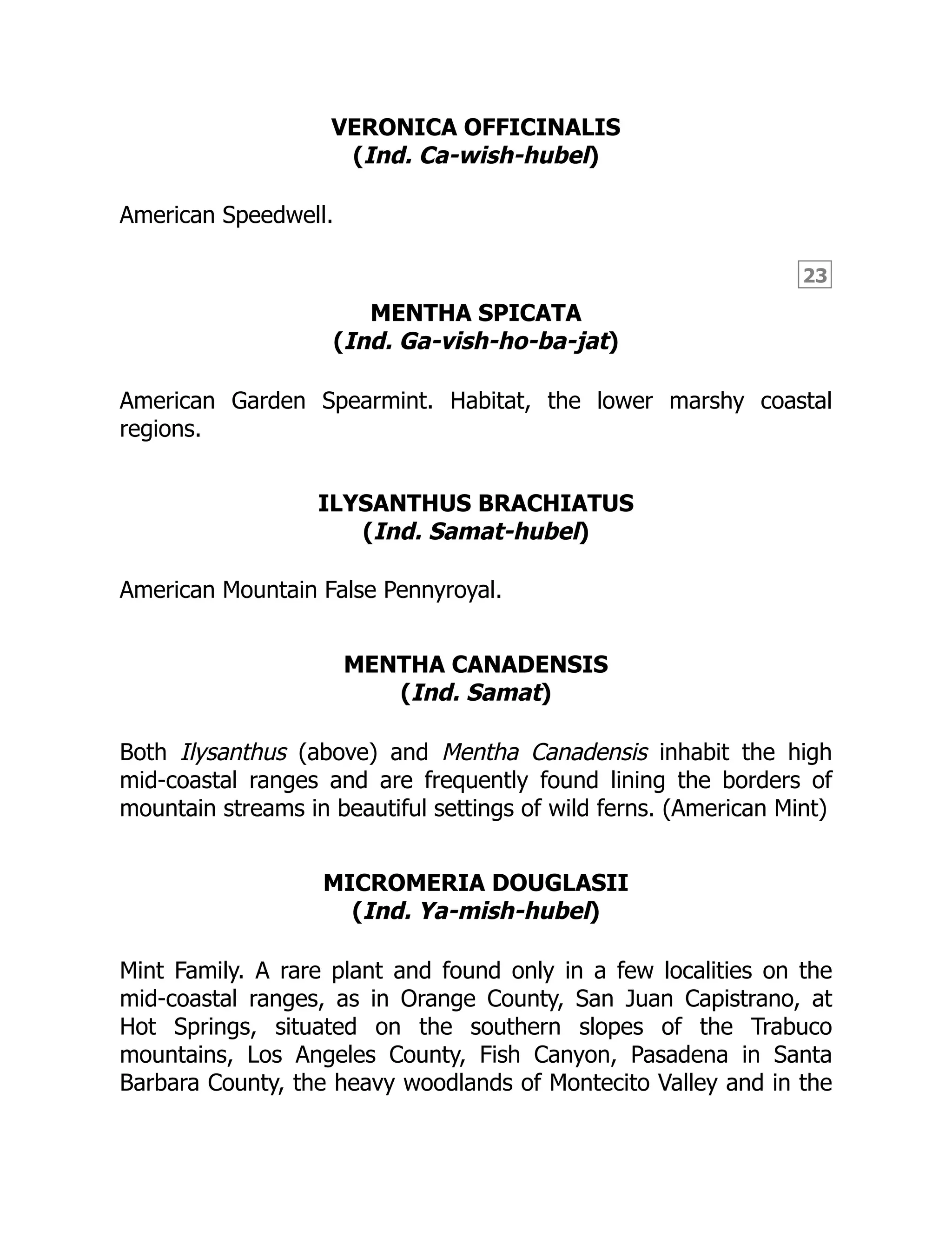 23
VERONICA OFFICINALIS
(Ind. Ca-wish-hubel)
American Speedwell.
MENTHA SPICATA
(Ind. Ga-vish-ho-ba-jat)
American Garden Spearmint. Habitat, the lower marshy coastal
regions.
ILYSANTHUS BRACHIATUS
(Ind. Samat-hubel)
American Mountain False Pennyroyal.
MENTHA CANADENSIS
(Ind. Samat)
Both Ilysanthus (above) and Mentha Canadensis inhabit the high
mid-coastal ranges and are frequently found lining the borders of
mountain streams in beautiful settings of wild ferns. (American Mint)
MICROMERIA DOUGLASII
(Ind. Ya-mish-hubel)
Mint Family. A rare plant and found only in a few localities on the
mid-coastal ranges, as in Orange County, San Juan Capistrano, at
Hot Springs, situated on the southern slopes of the Trabuco
mountains, Los Angeles County, Fish Canyon, Pasadena in Santa
Barbara County, the heavy woodlands of Montecito Valley and in the
 