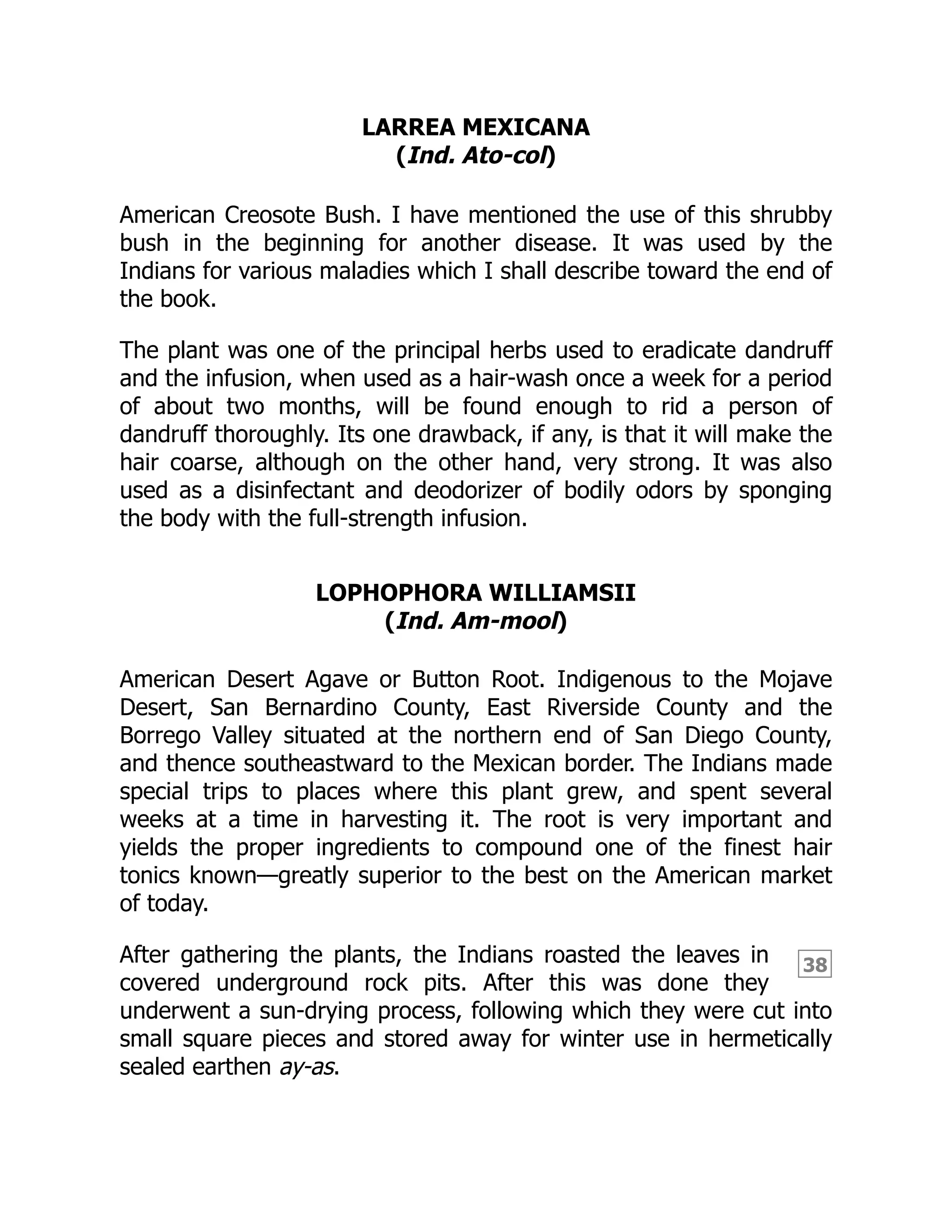 38
LARREA MEXICANA
(Ind. Ato-col)
American Creosote Bush. I have mentioned the use of this shrubby
bush in the beginning for another disease. It was used by the
Indians for various maladies which I shall describe toward the end of
the book.
The plant was one of the principal herbs used to eradicate dandruff
and the infusion, when used as a hair-wash once a week for a period
of about two months, will be found enough to rid a person of
dandruff thoroughly. Its one drawback, if any, is that it will make the
hair coarse, although on the other hand, very strong. It was also
used as a disinfectant and deodorizer of bodily odors by sponging
the body with the full-strength infusion.
LOPHOPHORA WILLIAMSII
(Ind. Am-mool)
American Desert Agave or Button Root. Indigenous to the Mojave
Desert, San Bernardino County, East Riverside County and the
Borrego Valley situated at the northern end of San Diego County,
and thence southeastward to the Mexican border. The Indians made
special trips to places where this plant grew, and spent several
weeks at a time in harvesting it. The root is very important and
yields the proper ingredients to compound one of the finest hair
tonics known—greatly superior to the best on the American market
of today.
After gathering the plants, the Indians roasted the leaves in
covered underground rock pits. After this was done they
underwent a sun-drying process, following which they were cut into
small square pieces and stored away for winter use in hermetically
sealed earthen ay-as.
 