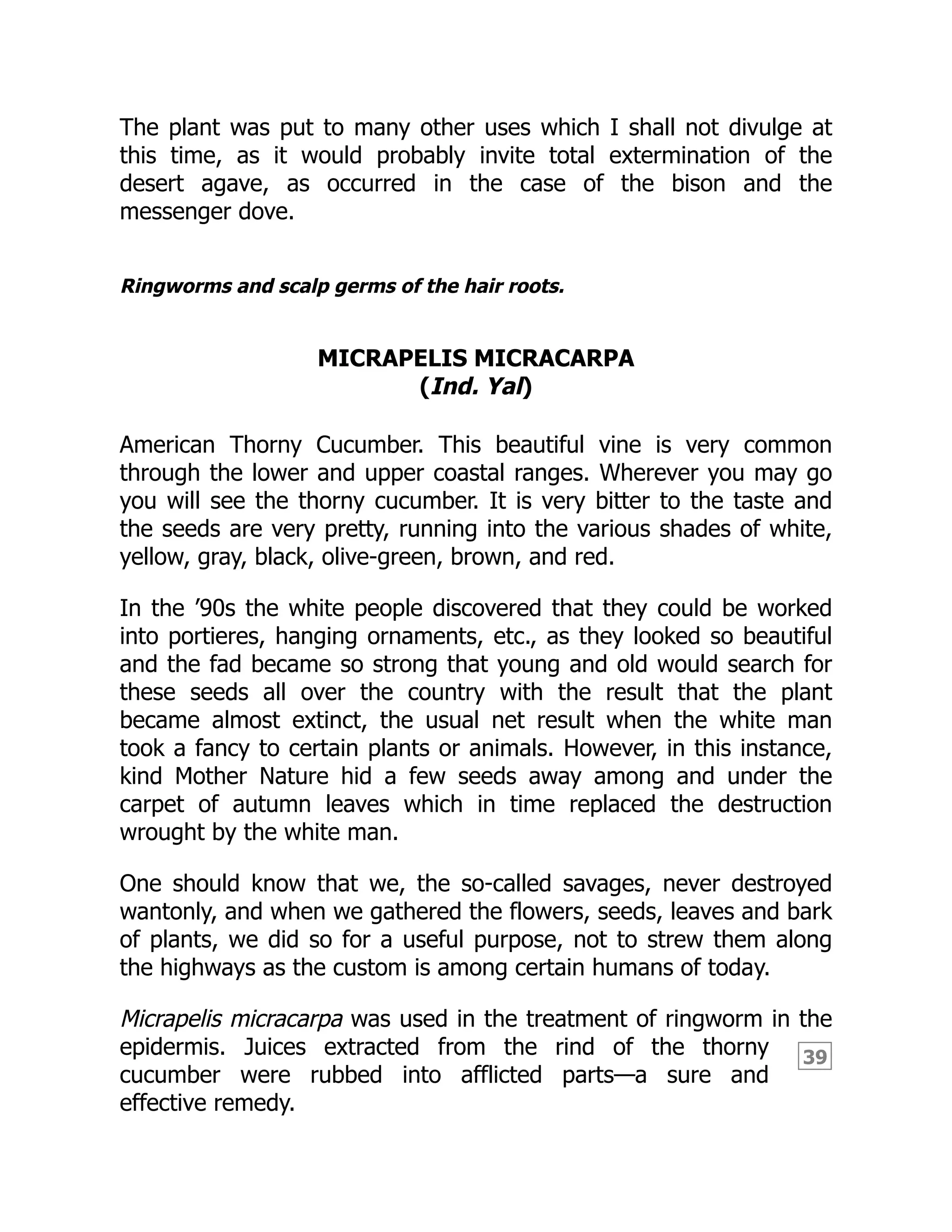 39
The plant was put to many other uses which I shall not divulge at
this time, as it would probably invite total extermination of the
desert agave, as occurred in the case of the bison and the
messenger dove.
Ringworms and scalp germs of the hair roots.
MICRAPELIS MICRACARPA
(Ind. Yal)
American Thorny Cucumber. This beautiful vine is very common
through the lower and upper coastal ranges. Wherever you may go
you will see the thorny cucumber. It is very bitter to the taste and
the seeds are very pretty, running into the various shades of white,
yellow, gray, black, olive-green, brown, and red.
In the ’90s the white people discovered that they could be worked
into portieres, hanging ornaments, etc., as they looked so beautiful
and the fad became so strong that young and old would search for
these seeds all over the country with the result that the plant
became almost extinct, the usual net result when the white man
took a fancy to certain plants or animals. However, in this instance,
kind Mother Nature hid a few seeds away among and under the
carpet of autumn leaves which in time replaced the destruction
wrought by the white man.
One should know that we, the so-called savages, never destroyed
wantonly, and when we gathered the flowers, seeds, leaves and bark
of plants, we did so for a useful purpose, not to strew them along
the highways as the custom is among certain humans of today.
Micrapelis micracarpa was used in the treatment of ringworm in the
epidermis. Juices extracted from the rind of the thorny
cucumber were rubbed into afflicted parts—a sure and
effective remedy.
 