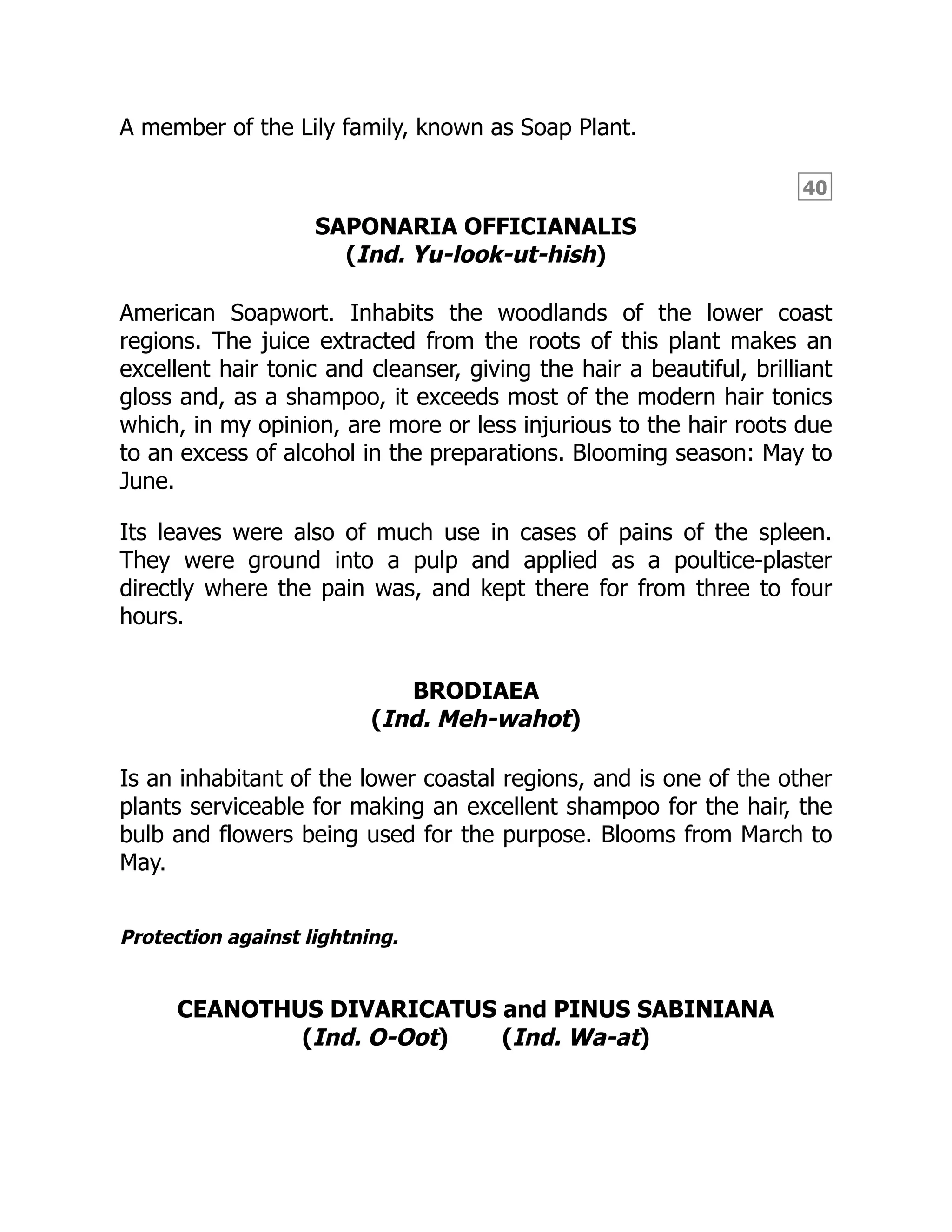 40
A member of the Lily family, known as Soap Plant.
SAPONARIA OFFICIANALIS
(Ind. Yu-look-ut-hish)
American Soapwort. Inhabits the woodlands of the lower coast
regions. The juice extracted from the roots of this plant makes an
excellent hair tonic and cleanser, giving the hair a beautiful, brilliant
gloss and, as a shampoo, it exceeds most of the modern hair tonics
which, in my opinion, are more or less injurious to the hair roots due
to an excess of alcohol in the preparations. Blooming season: May to
June.
Its leaves were also of much use in cases of pains of the spleen.
They were ground into a pulp and applied as a poultice-plaster
directly where the pain was, and kept there for from three to four
hours.
BRODIAEA
(Ind. Meh-wahot)
Is an inhabitant of the lower coastal regions, and is one of the other
plants serviceable for making an excellent shampoo for the hair, the
bulb and flowers being used for the purpose. Blooms from March to
May.
Protection against lightning.
CEANOTHUS DIVARICATUS and PINUS SABINIANA
(Ind. O-Oot) (Ind. Wa-at)
 