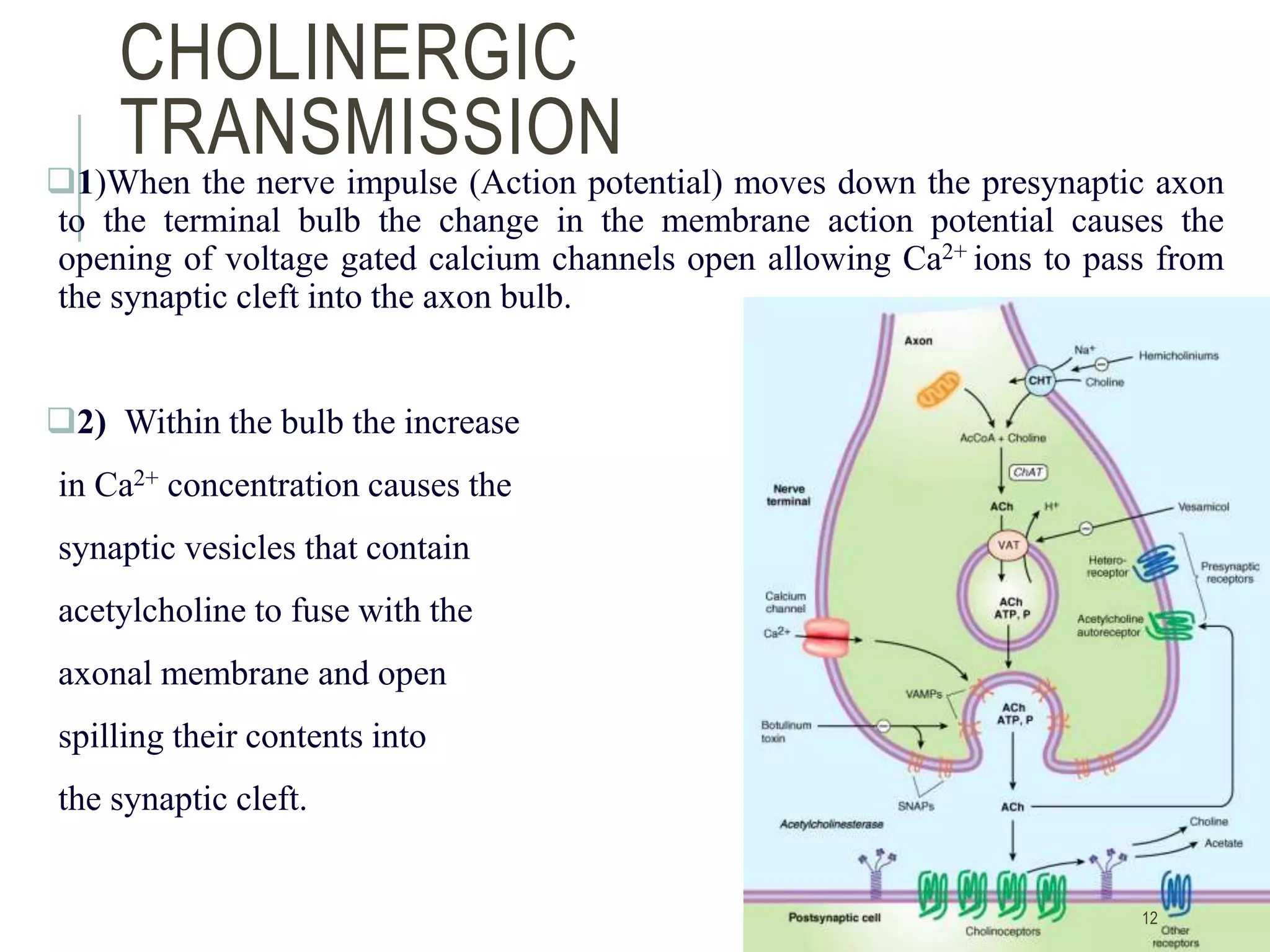 CHOLINERGIC
TRANSMISSION
1)When the nerve impulse (Action potential) moves down the presynaptic axon
to the terminal bulb the change in the membrane action potential causes the
opening of voltage gated calcium channels open allowing Ca2+ ions to pass from
the synaptic cleft into the axon bulb.
2) Within the bulb the increase
in Ca2+ concentration causes the
synaptic vesicles that contain
acetylcholine to fuse with the
axonal membrane and open
spilling their contents into
the synaptic cleft.
12
 