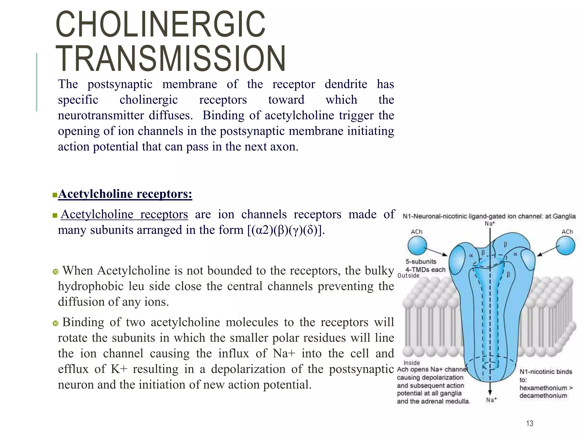 CHOLINERGIC
TRANSMISSIONThe postsynaptic membrane of the receptor dendrite has
specific cholinergic receptors toward which the
neurotransmitter diffuses. Binding of acetylcholine trigger the
opening of ion channels in the postsynaptic membrane initiating
action potential that can pass in the next axon.
Acetylcholine receptors:
 Acetylcholine receptors are ion channels receptors made of
many subunits arranged in the form [(α2)(β)(γ)(δ)].
 When Acetylcholine is not bounded to the receptors, the bulky
hydrophobic leu side close the central channels preventing the
diffusion of any ions.
 Binding of two acetylcholine molecules to the receptors will
rotate the subunits in which the smaller polar residues will line
the ion channel causing the influx of Na+ into the cell and
efflux of K+ resulting in a depolarization of the postsynaptic
neuron and the initiation of new action potential.
13
 
