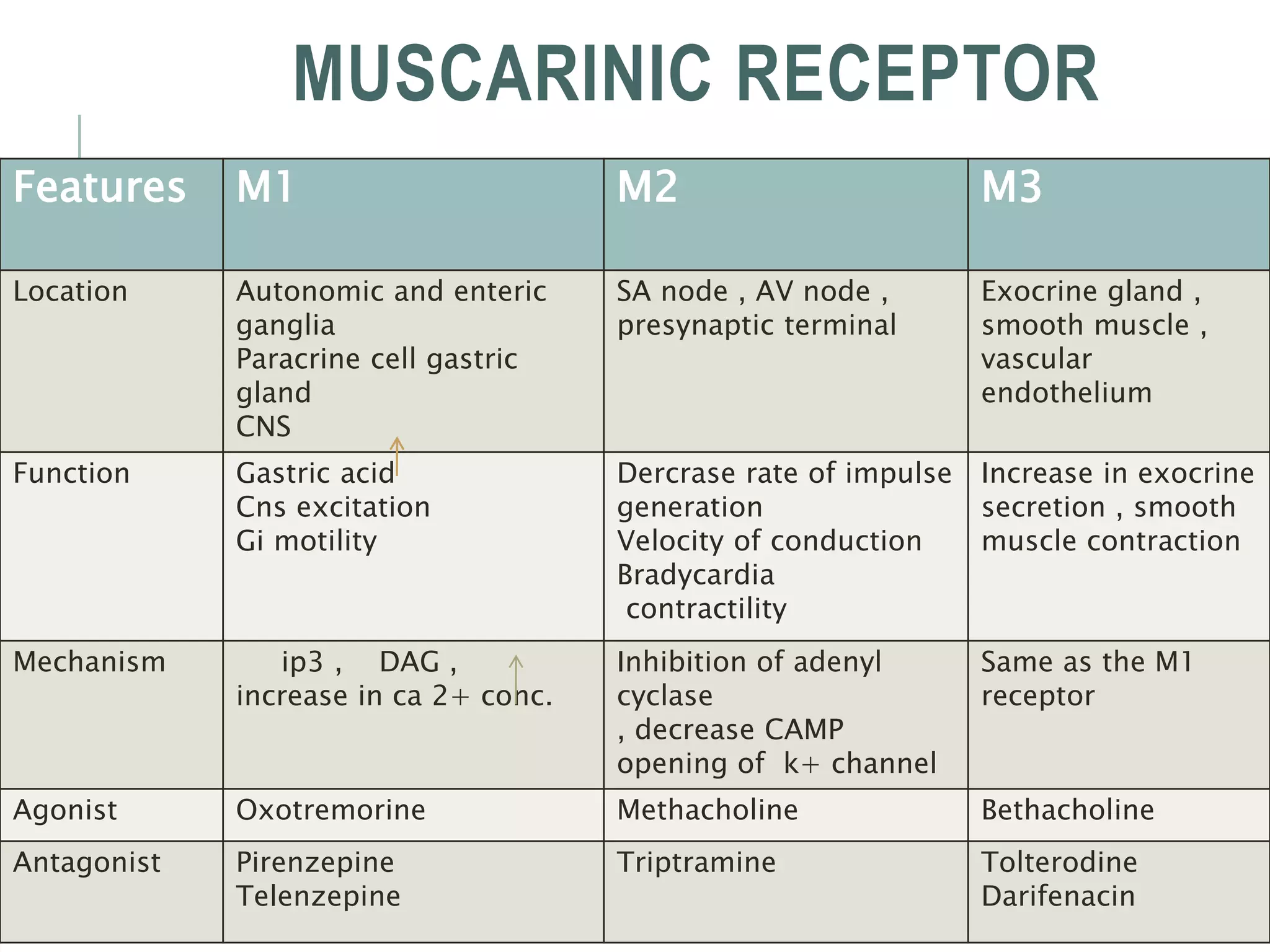 MUSCARINIC RECEPTOR
Features M1 M2 M3
Location Autonomic and enteric
ganglia
Paracrine cell gastric
gland
CNS
SA node , AV node ,
presynaptic terminal
Exocrine gland ,
smooth muscle ,
vascular
endothelium
Function Gastric acid
Cns excitation
Gi motility
Dercrase rate of impulse
generation
Velocity of conduction
Bradycardia
contractility
Increase in exocrine
secretion , smooth
muscle contraction
Mechanism ip3 , DAG ,
increase in ca 2+ conc.
Inhibition of adenyl
cyclase
, decrease CAMP
opening of k+ channel
Same as the M1
receptor
Agonist Oxotremorine Methacholine Bethacholine
Antagonist Pirenzepine
Telenzepine
Triptramine Tolterodine
Darifenacin
 