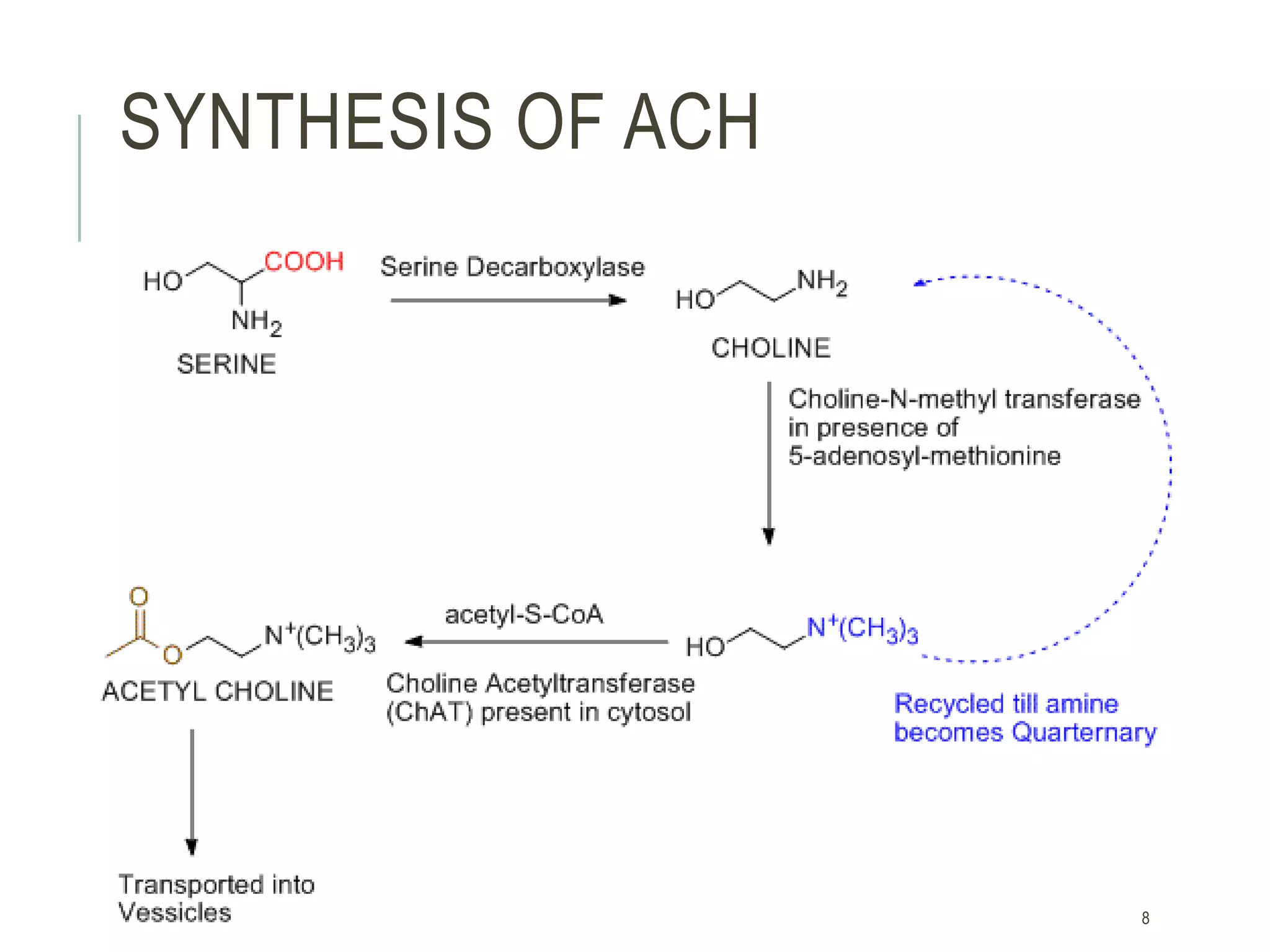BIOSYNTHESIS OF ACETYLCHOLINE IN CNS AND CHOLINERGIC TRANSMISSION PPTX
