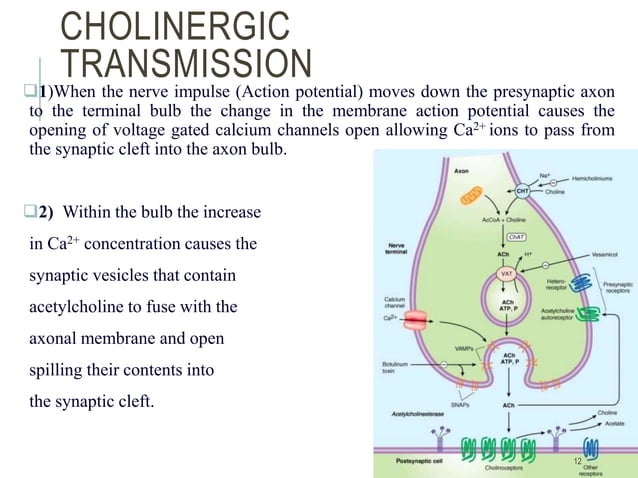 BIOSYNTHESIS OF ACETYLCHOLINE IN CNS AND CHOLINERGIC TRANSMISSION ...