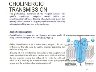 BIOSYNTHESIS OF ACETYLCHOLINE IN CNS AND CHOLINERGIC TRANSMISSION | PPTX