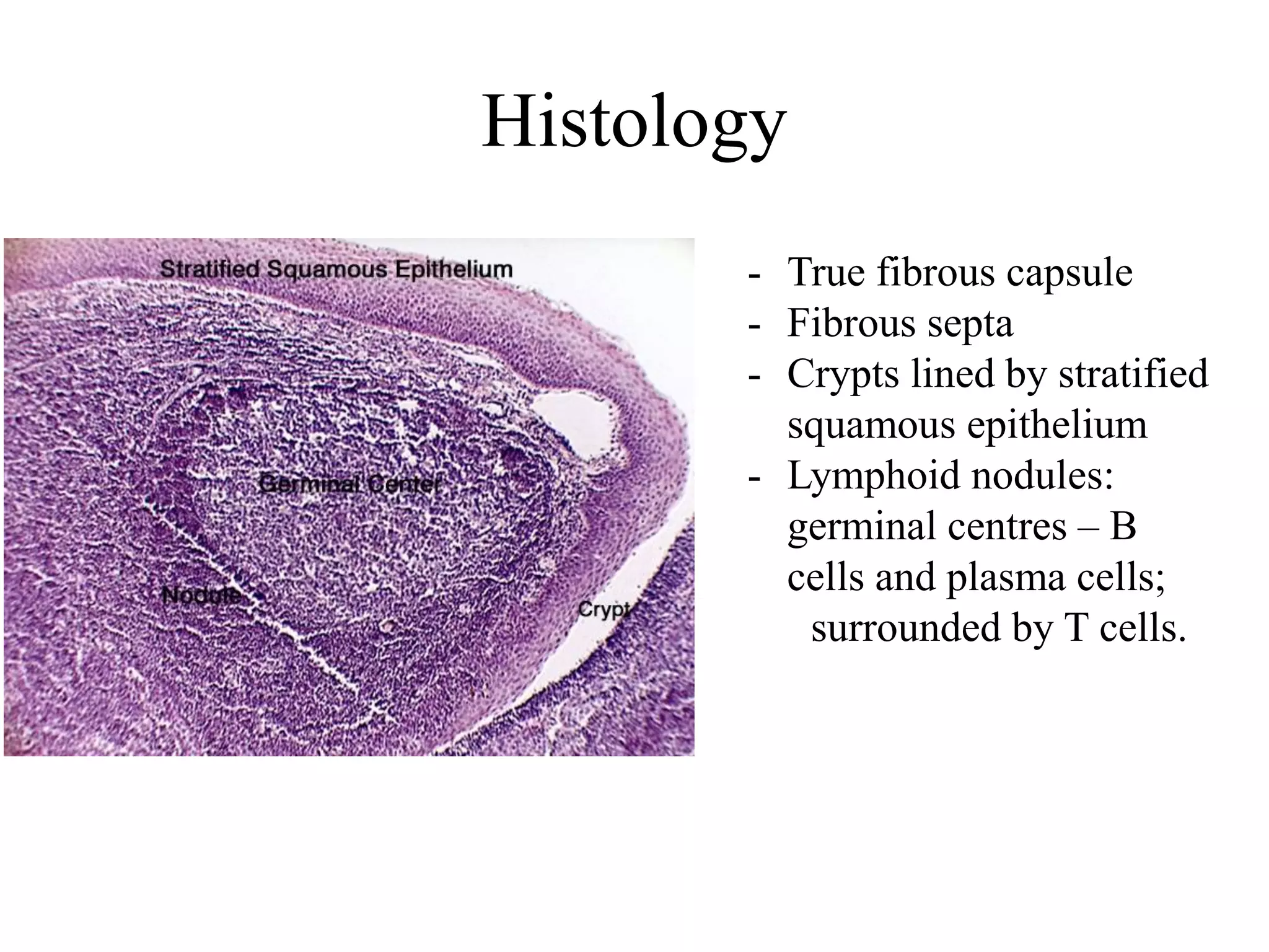Histology
- True fibrous capsule
- Fibrous septa
- Crypts lined by stratified
squamous epithelium
- Lymphoid nodules:
germinal centres – B
cells and plasma cells;
surrounded by T cells.
 