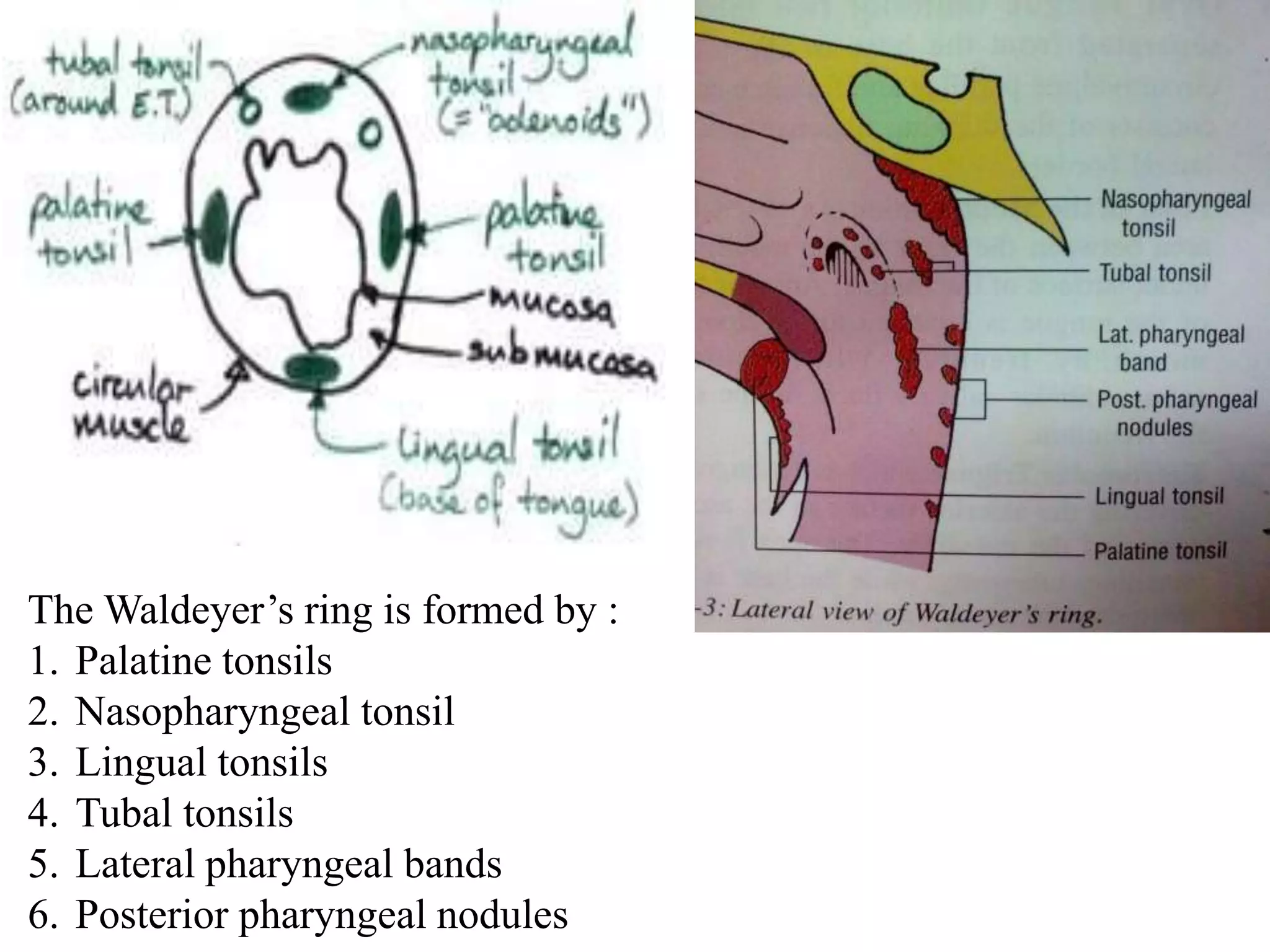 The Waldeyer’s ring is formed by :
1. Palatine tonsils
2. Nasopharyngeal tonsil
3. Lingual tonsils
4. Tubal tonsils
5. Lateral pharyngeal bands
6. Posterior pharyngeal nodules
 