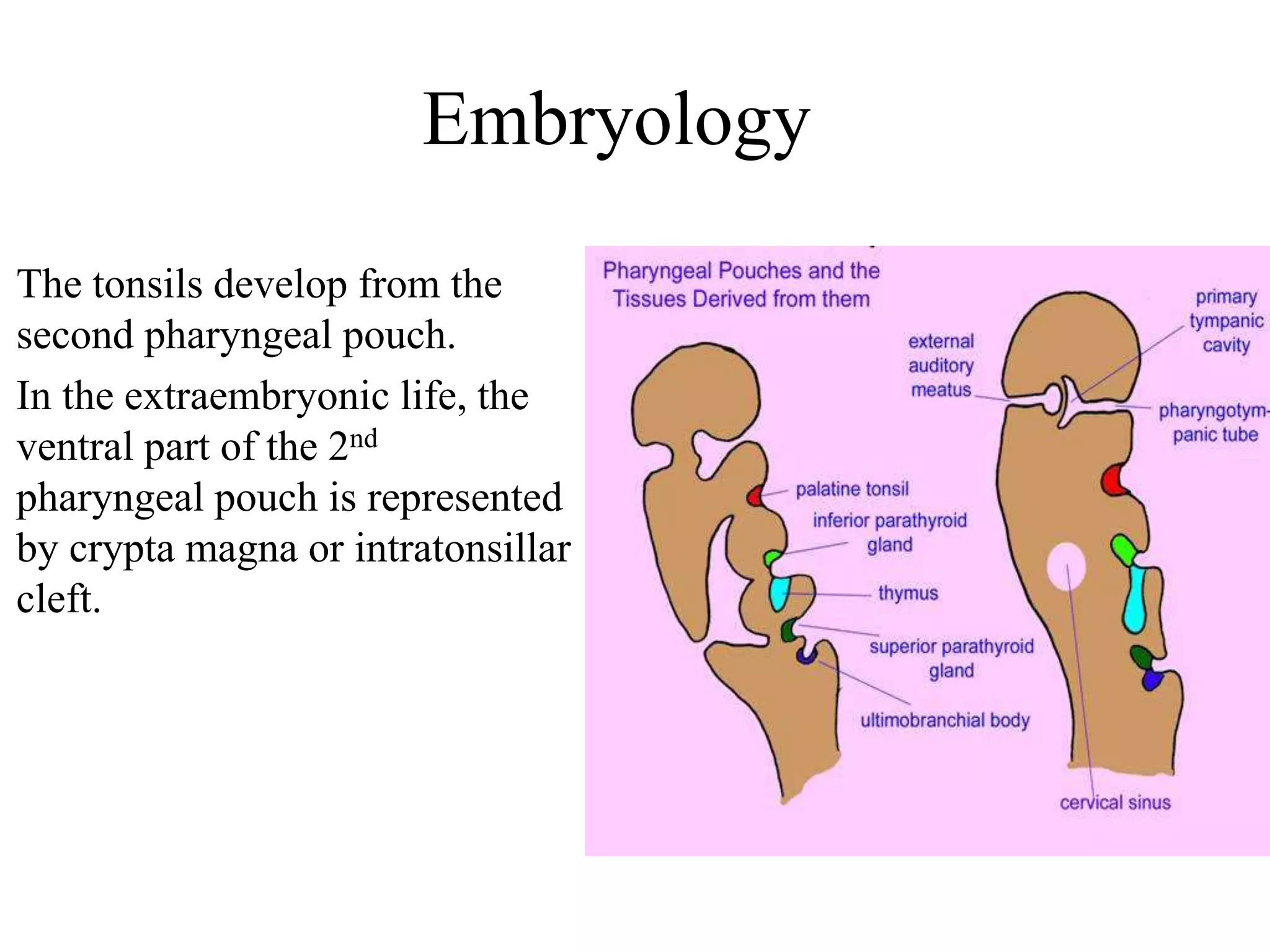 Embryology
The tonsils develop from the
second pharyngeal pouch.
In the extraembryonic life, the
ventral part of the 2nd
pharyngeal pouch is represented
by crypta magna or intratonsillar
cleft.
 