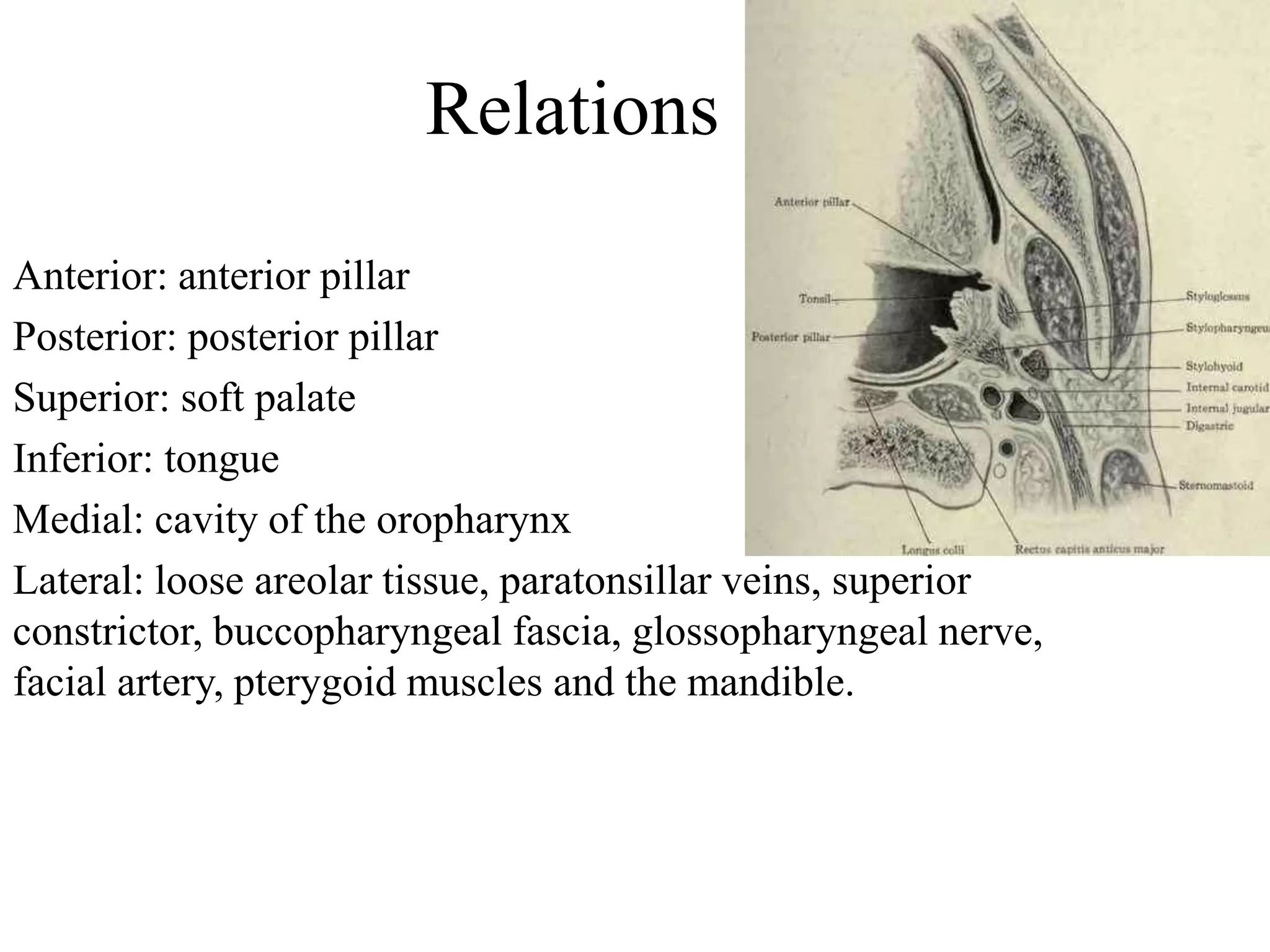 Relations
Anterior: anterior pillar
Posterior: posterior pillar
Superior: soft palate
Inferior: tongue
Medial: cavity of the oropharynx
Lateral: loose areolar tissue, paratonsillar veins, superior
constrictor, buccopharyngeal fascia, glossopharyngeal nerve,
facial artery, pterygoid muscles and the mandible.
 