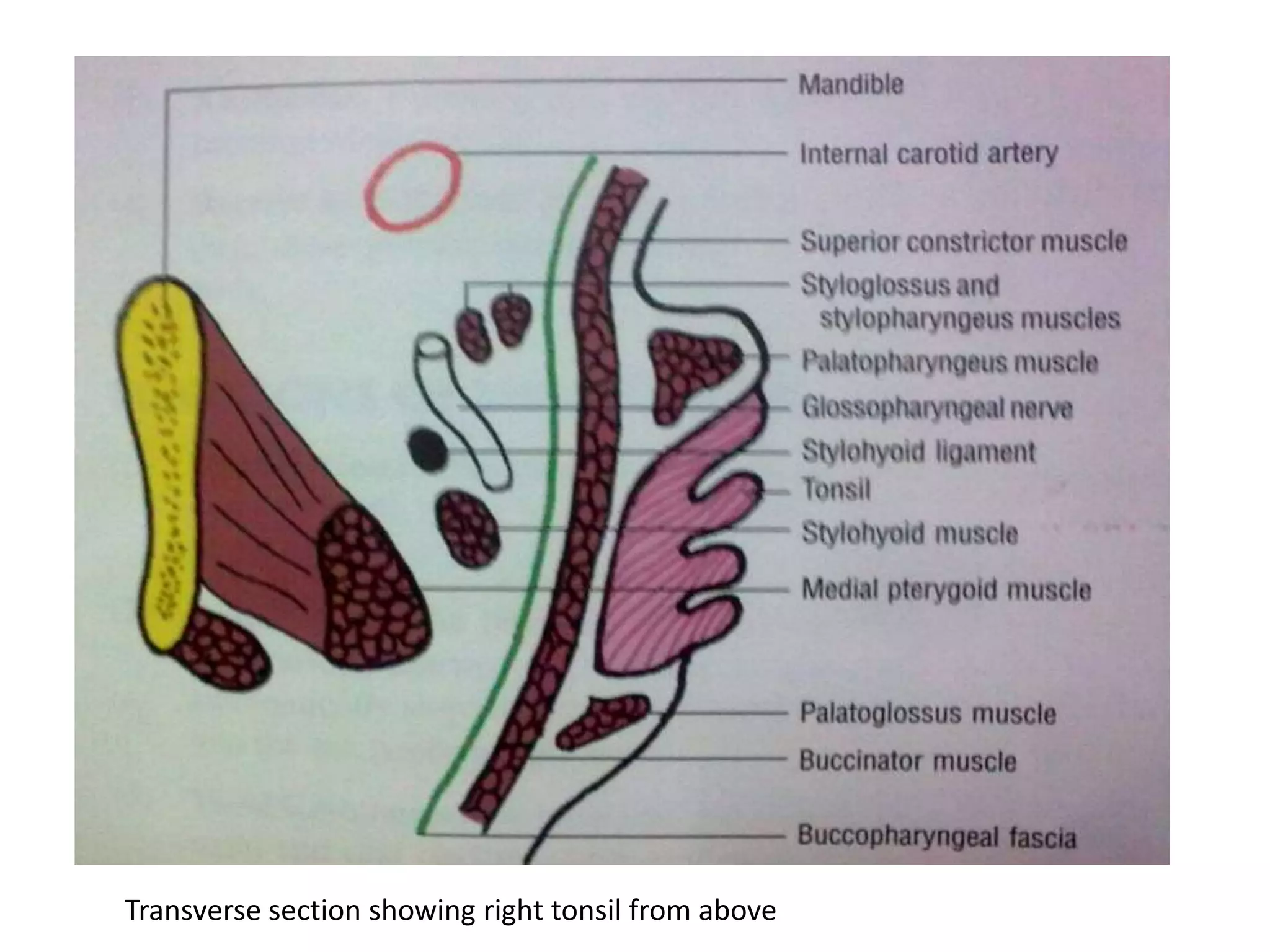 Transverse section showing right tonsil from above
 