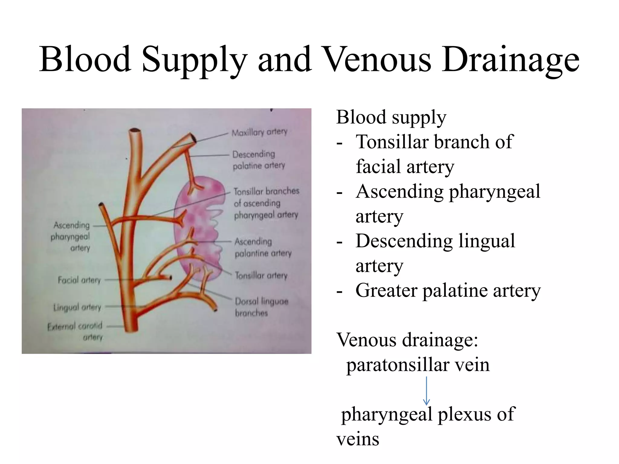 Blood Supply and Venous Drainage
Blood supply
- Tonsillar branch of
facial artery
- Ascending pharyngeal
artery
- Descending lingual
artery
- Greater palatine artery
Venous drainage:
paratonsillar vein
pharyngeal plexus of
veins
 