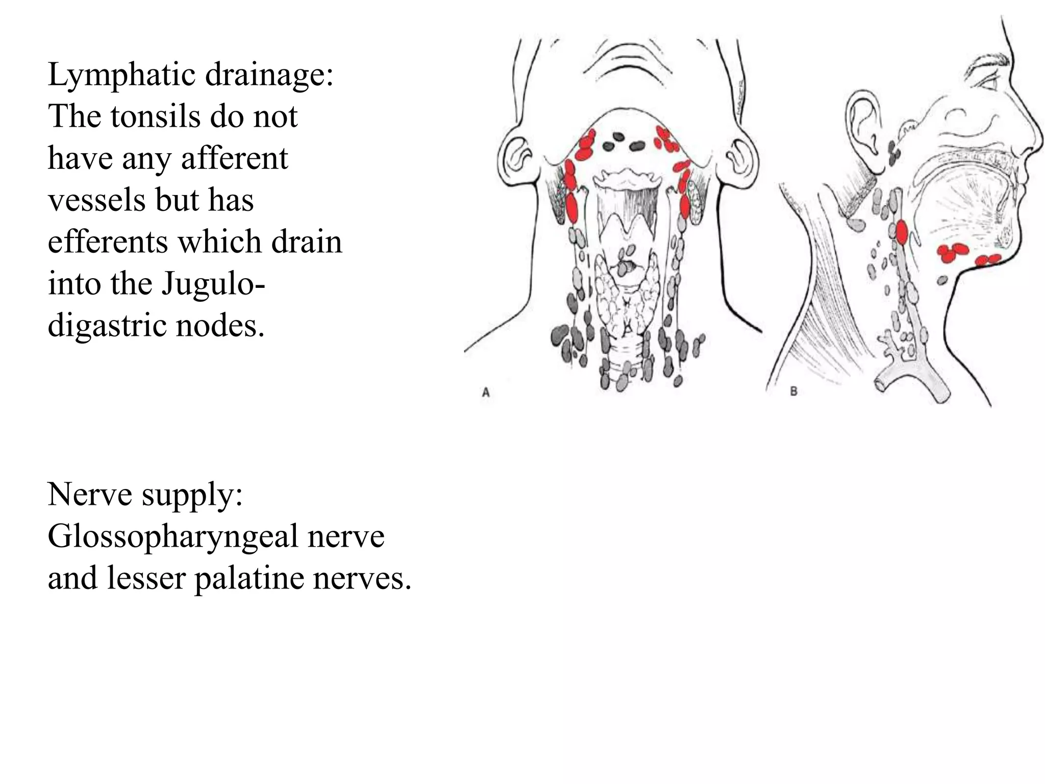 Lymphatic drainage:
The tonsils do not
have any afferent
vessels but has
efferents which drain
into the Jugulo-
digastric nodes.
Nerve supply:
Glossopharyngeal nerve
and lesser palatine nerves.
 