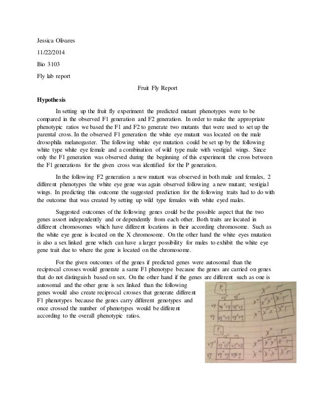 fruit fly genetics lab report drosophila melanogaster lab report