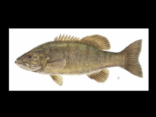 and his voice got bass   