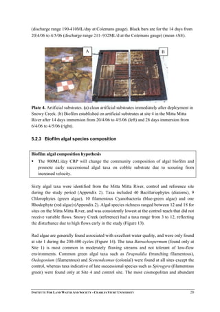 (discharge range 190-410ML/day at Colemans gauge). Black bars are for the 14 days from
20/4/06 to 4/5/06 (discharge range 211–932ML/d at the Colemans gauge) (mean ±SE).
A B
Plate 4. Artificial substrates. (a) clean artificial substrates immediately after deployment in
Snowy Creek. (b) Biofilm established on artificial substrates at site 4 in the Mitta Mitta
River after 14 days immersion from 20/4/06 to 4/5/06 (left) and 28 days immersion from
6/4/06 to 4/5/06 (right).
5.2.3 Biofilm algal species composition
Biofilm algal composition hypothesis
The 900ML/day CRP will change the community composition of algal biofilm and
promote early successional algal taxa on cobble substrate due to scouring from
increased velocity.
Sixty algal taxa were identified from the Mitta Mitta River, control and reference site
during the study period (Appendix 2). Taxa included 40 Bacillariophytes (diatoms), 9
Chlorophytes (green algae), 10 filamentous Cyanobacteria (blue-green algae) and one
Rhodophyte (red algae) (Appendix 2). Algal species richness ranged between 12 and 18 for
sites on the Mitta Mitta River, and was consistently lowest at the control reach that did not
receive variable flows. Snowy Creek (reference) had a taxa range from 3 to 12, reflecting
the disturbance due to high flows early in the study (Figure 13).
Red algae are generally found associated with excellent water quality, and were only found
at site 1 during the 200-400 cycles (Figure 14). The taxa Batrachospermum (found only at
Site 1) is most common in moderately flowing streams and not tolerant of low-flow
environments. Common green algal taxa such as Drapnaldia (branching filamentous),
Oedogonium (filamentous) and Scenendesmus (colonial) were found at all sites except the
control, whereas taxa indicative of late successional species such as Spirogyra (filamentous
green) were found only at Site 4 and control site. The most cosmopolitan and abundant
INSTITUTE FOR LAND WATER AND SOCIETY - CHARLES STURT UNIVERSITY 20
 