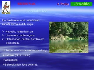 4. Proba LANDARETZA Ibai bazterrean ondo zaindutako  zuhaitz lerroa aurkitu dugu.  Nagusia, haltza izan da Lizarra ere nahiko ugaria Platanondoa, haritza, hurritza ere  ikusi ditugu. Ur bazterrean landareak aurkitu ditugu Iratzeak (Orein mihia) Goroldioak  Belarrak (San Jose belarra). BIZIDUNAK 