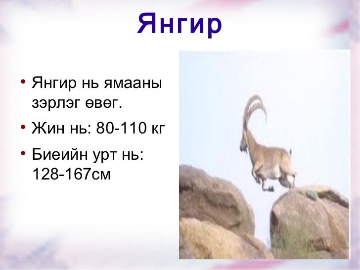 97дуламрагчаа