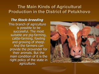 The Main Kinds of Agricultural Production in the District of Petukhovo The Stock-breeding This branch of agriculture is possible to be successful. The most suitable are pig-farming, cattle-farming, fowling and growing of sheep. And the farmers can provide the provender for their animals. But the main condition of it is the right policy of the state in agriculture.   