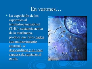 En varones…En varones…
 La exposición de losLa exposición de los
espermios alespermios al
tetrahidrocananabinoltetrahidrocananabinol
(THC), sustancia activa(THC), sustancia activa
de la marihuana,de la marihuana,
produce que éstosproduce que éstos nadennaden
con un movimientocon un movimiento
anormalanormal, se, se
descoordinen y no seandescoordinen y no sean
capaces de sujetarse alcapaces de sujetarse al
óvulo.óvulo.
 