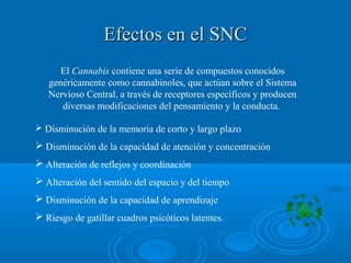Efectos en el SNCEfectos en el SNC
 Disminución de la memoria de corto y largo plazo
 Disminución de la capacidad de atención y concentración
 Alteración de reflejos y coordinación
 Alteración del sentido del espacio y del tiempo
 Disminución de la capacidad de aprendizaje
 Riesgo de gatillar cuadros psicóticos latentes.
El Cannabis contiene una serie de compuestos conocidos
genéricamente como cannabinoles, que actúan sobre el Sistema
Nervioso Central, a través de receptores específicos y producen
diversas modificaciones del pensamiento y la conducta.
 