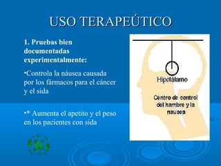 USO TERAPEÚTICOUSO TERAPEÚTICO
1. Pruebas bien
documentadas
experimentalmente:
•Controla la náusea causada
por los fármacos para el cáncer
y el sida
•* Aumenta el apetito y el peso
en los pacientes con sida
 