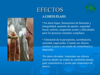 EFECTOSEFECTOS
A CORTO PLAZO:
• En dosis bajas: Sensaciones de bienestar y
tranquilidad, aumento de apetito, sequedad
bucal, euforia, congestión ocular y dificultades
para los procesos mentales complejos.
• Alteración de la percepción, coordinación,
ansiedad, taquicardia. Cuando sus efectos
remiten se pasa a un estado de somnolencia y
depresión.
•En dosis elevadas: Aumentan sus efectos
nocivos dando un estado de confusión mental,
gran somnolencia y puede que situaciones de
pánico.
 