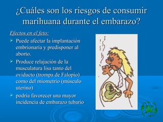¿Cuáles son los riesgos de consumir¿Cuáles son los riesgos de consumir
marihuana durante el embarazo?marihuana durante el embarazo?
Efectos en el feto:Efectos en el feto:
 Puede afectar la implantaciónPuede afectar la implantación
embrionaria y predisponer alembrionaria y predisponer al
aborto.aborto.
 Produce relajación de laProduce relajación de la
musculatura lisa tanto delmusculatura lisa tanto del
oviducto (trompa de Falopio)oviducto (trompa de Falopio)
como del miometrio (músculocomo del miometrio (músculo
uterino)uterino)
 podría favorecer una mayorpodría favorecer una mayor
incidencia de embarazo tubarioincidencia de embarazo tubario
 