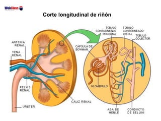 Corte longitudinal de riñón
 