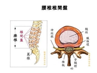 43
腰椎椎間盤
 