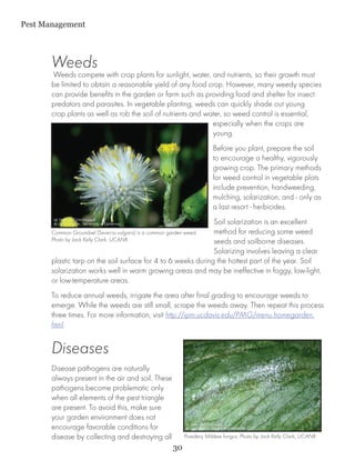 Pest Management



       Weeds
        Weeds compete with crop plants for sunlight, water, and nutrients, so their growth must
       be limited to obtain a reasonable yield of any food crop. However, many weedy species
       can provide benefits in the garden or farm such as providing food and shelter for insect
       predators and parasites. In vegetable planting, weeds can quickly shade out young
       crop plants as well as rob the soil of nutrients and water, so weed control is essential,
                                                              especially when the crops are
                                                              young.
                                                                    Before you plant, prepare the soil
                                                                    to encourage a healthy, vigorously
                                                                    growing crop. The primary methods
                                                                    for weed control in vegetable plots
                                                                    include prevention, handweeding,
                                                                    mulching, solarization, and - only as
                                                                    a last resort - herbicides.
                                                                    Soil solarization is an excellent
       Common Groundsel (Senecio vulgaris) is a common garden weed. method for reducing some weed
       Photo by Jack Kelly Clark, UCANR.                            seeds and soilborne diseases.
                                                                    Solarizing involves leaving a clear
       plastic tarp on the soil surface for 4 to 6 weeks during the hottest part of the year. Soil
       solarization works well in warm growing areas and may be ineffective in foggy, low-light,
       or low-temperature areas.
       To reduce annual weeds, irrigate the area after final grading to encourage weeds to
       emerge. While the weeds are still small, scrape the weeds away. Then repeat this process
       three times. For more information, visit http://ipm.ucdavis.edu/PMG/menu.homegarden.
       html.


       Diseases
       Disease pathogens are naturally
       always present in the air and soil. These
       pathogens become problematic only
       when all elements of the pest triangle
       are present. To avoid this, make sure
       your garden environment does not
       encourage favorable conditions for
       disease by collecting and destroying all         Powdery Mildew fungus. Photo by Jack Kelly Clark, UCANR.

                                                   30
 