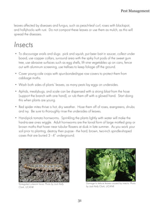 Pest Management


leaves affected by diseases and fungus, such as peach-leaf curl, roses with blackspot,
and hollyhocks with rust. Do not compost these leaves or use them as mulch, as this will
spread the diseases.


Insects
•• To discourage snails and slugs: pick and squish, put beer bait in saucer, collect under
   board, use copper collars, surround area with the spiky fruit pods of the sweet gum
   tree, use abrasive surfaces such as egg shells, lift vine vegetables up on cans, fence
   out with aluminum screening, use trellises to keep foliage off the ground.
•• Cover young cole crops with spun-bonded-type row covers to protect them from
   cabbage moths.
•• Wash both sides of plants’ leaves, as many pests lay eggs on undersides.
•• Aphids, mealybugs, and scale can be dispensed with a strong blast from the hose
   (support the branch with one hand), or rub them off with a gloved hand. Start doing
   this when plants are young.
•• Red spider mites thrive is hot, dry weather. Hose them off of roses, evergreens, shrubs
   and ivy. Be sure to thoroughly rinse the undersides of leaves.
•• Hand-pick tomato hornworms. Sprinkling the plants lightly with water will make the
   hard-to-see ones wiggle. Adult hornworms are the larval form of large mottled gray or
   brown moths that hover near tubular flowers at dusk in late summer. As you work your
   soil prior to planting, destroy their pupae - the hard, brown, two-inch spindle-shaped
   cases that are buried 3 - 4” underground.




   Variegated cutworm larva. Photo by Jack Kelly        Damage to lettuce leaves caused by insects. Photo
   Clark, UCANR.                                        by Jack Kelly Clark, UCANR.




                                                   31
 