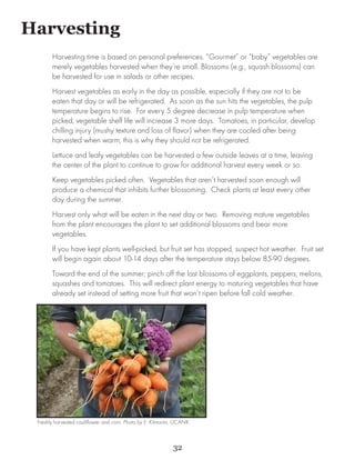 Harvesting	
       Harvesting time is based on personal preferences. “Gourmet” or “baby” vegetables are
       merely vegetables harvested when they’re small. Blossoms (e.g., squash blossoms) can
       be harvested for use in salads or other recipes.
       Harvest vegetables as early in the day as possible, especially if they are not to be
       eaten that day or will be refrigerated. As soon as the sun hits the vegetables, the pulp
       temperature begins to rise. For every 5 degree decrease in pulp temperature when
       picked, vegetable shelf life will increase 3 more days. Tomatoes, in particular, develop
       chilling injury (mushy texture and loss of flavor) when they are cooled after being
       harvested when warm; this is why they should not be refrigerated.
       Lettuce and leafy vegetables can be harvested a few outside leaves at a time, leaving
       the center of the plant to continue to grow for additional harvest every week or so.
       Keep vegetables picked often. Vegetables that aren’t harvested soon enough will
       produce a chemical that inhibits further blossoming. Check plants at least every other
       day during the summer.
       Harvest only what will be eaten in the next day or two. Removing mature vegetables
       from the plant encourages the plant to set additional blossoms and bear more
       vegetables.
       If you have kept plants well-picked, but fruit set has stopped, suspect hot weather. Fruit set
       will begin again about 10-14 days after the temperature stays below 85-90 degrees.
       Toward the end of the summer; pinch off the last blossoms of eggplants, peppers, melons,
       squashes and tomatoes. This will redirect plant energy to maturing vegetables that have
       already set instead of setting more fruit that won’t ripen before fall cold weather.




 Freshly harvested cauliflower and corn. Photo by E. Kilmartin, UCANR.



                                                              32
 