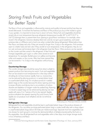 Harvesting



Storing Fresh Fruits and Vegetables
for Better Taste1
The flavor of fruits and vegetables is influenced by maturity and quality at harvest and by how they are
stored afterwards. To maintain the freshness and flavor of the produce you buy at the market or grow
in your garden, it is important to know how to store it at home. Many fruits and vegetables should be
stored only at room temperature because refrigerator temperatures (usually 38° to 42°F [3.3° to
5.6°C]) damage them or prevent them from ripening to good flavor and texture. For example, when
stored in the refrigerator, bananas develop black skin and do not gain good sweetness, and sweet
potatoes take on off-flavors and a hard core when cooked after being refrigerated. Watermelons lose
their flavor and deep red color if they are stored for longer than 3 days in the refrigerator. Pink tomatoes
ripen to a better taste and red color if they are left at room temperature. In the refrigerator, they do not
turn red, and even red tomatoes kept in the refrigerator lose their flavor. Other produce can be ripened
on the counter and then stored in the refrigerator. A few fruits and
fruit-type vegetables gain sugar or soften when stored at room
temperature. For example, Bartlett pears turn yellow and become
softer and sweeter on the counter. After they have ripened they
can be stored for 1 to 3 days in the refrigerator without losing
taste.
Countertop Storage
The counter storage area should be away from direct sunlight to
prevent produce from becoming too warm. Fruits and vegetables
that can be stored at room temperature for a few days without
shriveling do not lose moisture rapidly. Even so, moisture loss
can be reduced by placing produce in a vented plastic bowl
or a perforated plastic bag. Do not place produce in sealed
plastic bags on the counter because this slows ripening and may
increase off-odors and decay due to accumulation of carbon
dioxide and depletion of oxygen inside the sealed bag. Ripening
in a bowl or paper bag can be enhanced by placing one ripe
apple with every 5 to 7 pieces of fruit to be ripened. Apples
produce ethylene that speeds ripening (Fuji and Granny Smith
apples do not produce much ethylene and do not enhance
ripening).
                                                                           Child eating corn. Photo by E. Kilmartin, UCANR.
Refrigerator Storage
Refrigerated fruits and vegetables should be kept in perforated plastic bags in the produce drawers of
the refrigerator. You can either purchase perforated plastic bags or make small holes with a sharp object
in unperforated plastic bags (about 20 holes per medium-size bag). Separate fruits from vegetables (use
one drawer for each group) to minimize the detrimental effects of ethylene (produced by the fruits) on
the vegetables. Use all refrigerated fruits and vegetables within a few days since longer storage results
in loss of freshness and flavor.

1	      Postharvest Technology Research and Information Center, Department of Pomology, U.C. Davis.. Janmuary 2010
                                                            33
 