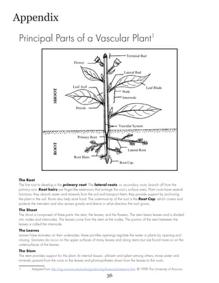 Appendix
 Principal Parts of a Vascular Plant1




 The Root
 The first root to develop is the primary root. The lateral roots, or secondary roots, branch off from the
 primary root. Root hairs are finger-like extensions that enlarge the root’s surface area. Plant roots have several
 functions: they absorb water and minerals from the soil and transport them; they provide support by anchoring
 the plant in the soil. Roots also help store food. The outermost tip of the root is the Root Cap, which covers and
 protects the meristem and also senses gravity and directs in what direction the root grows.
 The Shoot
 The shoot is composed of three parts: the stem, the leaves, and the flowers. The stem bears leaves and is divided
 into nodes and internodes. The leaves come from the stem at the nodes. The portion of the stem between the
 leaves is called the internode.
 The Leaves
 Leaves have stomates on their undersides. these port-like openings regulate the water in plants by opening and
 closing. Stomates do occur on the upper surfaces of many leaves and along stems but are found more so on the
 undersurfaces of the leaves.
 The Stem
 The stem provides support for the plant. Its internal tissues - phloem and xylem among others, move water and
 minerals upward from the roots to the leaves and photosynthates down from the leaves to the roots.

 1	      Adapted from http://ag.arizona.edu/pubs/garden/mg/botany/plantparts.html. © 1998 The University of Arizona.
                                                              36
 