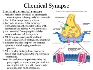 97308319-Neurotransmitter-and-Its-Synapses-Ppt.pdf