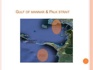 GULF OF MANNAR & PALK STRAIT
 