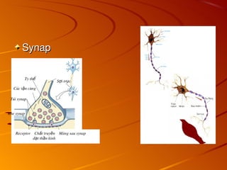 Synap
Synap
Receptor Ch t truy n Màng sau synap
ấ ề
đ t th n kinh
ạ ầ
Khe synap
Túi synap
Ty thể
Cúc t n cùng
ậ
S i tr c
ợ ụ
 