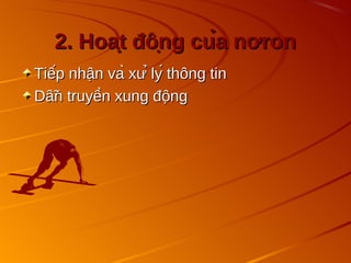 2. Hoạt động của nơron
2. Hoạt động của nơron
Tiếp nhận và xử lý thông tin
Tiếp nhận và xử lý thông tin
Dẫn truyền xung động
Dẫn truyền xung động
 