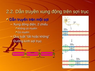 2.2. Dẫn truyền xung động trên sợi trục
2.2. Dẫn truyền xung động trên sợi trục
D n truy n trên m t s i
ẫ ề ộ ợ
D n truy n trên m t s i
ẫ ề ộ ợ
– Xung đông đi n, 2 chi u
ệ ề
Xung đông đi n, 2 chi u
ệ ề
Không có myelin
Không có myelin
Có myelin
Có myelin
– Quy lu t “t t ho c không”
ậ ấ ặ
Quy lu t “t t ho c không”
ậ ấ ặ
– Đ ng kính s i tr c
ườ ợ ụ
Đ ng kính s i tr c
ườ ợ ụ
 
