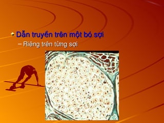 D n truy n trên m t bó s i
ẫ ề ộ ợ
D n truy n trên m t bó s i
ẫ ề ộ ợ
– Riêng trên t ng s i
ừ ợ
Riêng trên t ng s i
ừ ợ
 