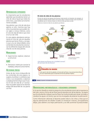 Guía Didáctica para el Profesor32
El ciclo de vida de las plantas
El ciclo de vida de las plantas que florecen varía mucho en duración; por ejemplo, el
de algunos árboles puede tardar unos pocos años o cientos de años, pero muchas de
las plantas que tú conoces tienen un ciclo de vida que dura un año.
Observa el ciclo de vida de una planta que florece.
¿Por qué el color de los pétalos, la forma de las flores o los aromas de las flores
son tan importantes para la reproducción de las plantas? Explica.
Desafía tu menteDesafía tu mente
Plántula
Semilla
germinando
Semilla
Fruto
Árbol con
naranjas
Formación
de frutos
Árbol adulto
con flores
Árbol joven en
crecimiento
Polinización
¿Qué plantas que florecen de tu localidad conoces?
¿En qué época del año florecen?
Ciclo de vida de una planta
con ﬂores (naranjo).
16 Unidad 1 • Lección 1: El mundo de las plantas
orienTaciones MeTodolóGicas Y resulTados esperados
En la sección Desafía tu mente se pregunta a los estudiantes acerca de la importancia
del color, aroma y forma de las flores para la reproducción de las plantas. Se espera
que los estudiantes indiquen que las flores han evolucionado para atraer animales y
canalizar las aguas o el viento, que son los encargados de propiciar la polinización.
Como información adicional, el docente puede indicar a los niños y niñas que en
algunas plantaciones de árboles frutales se introducen insectos, principalmente
abejas, para obtener una mejor polinización y con ello aumentar la productividad.
aprendiZaJes esperados
Es importante que los estudiantes
aprendan que las plantas tienen un
ciclo de vida al igual que todos los
seres vivos, y que estos son enorme-
mente variables.
Hay plantas cuyo ciclo de vida dura
apenas un año, mientras que hay
otros muy extensos que pueden du-
rar siglos o incluso milenios; como
el ciclo de vida del alerce que crece
en el sur de Chile.
En esta página abordamos precisa-
mente el ciclo de vida de aquellas
plantas que tienen flores, y se espe-
ra que una vez desarrollados estos
contenidos los estudiantes reconoz-
can las diferentes etapas del ciclo de
vida de una de estas plantas.
HaBilidades
• Experimentar, explorar, observar
y comunicar.
oaT
• Demostrar interés por conocer la
realidad y utilizar el conocimiento.
acTiVidad preVia
Antes de dar inicio al desarrollo de
los contenidos de esta página, se
sugiere al profesor o profesora que
invite a sus estudiantes a observar
cuidadosamente la figura que mues-
tra el ciclo de vida de un naranjo.
Aquí se pueden apreciar las distintas
etapas del desarrollo de una planta
con flor.
 