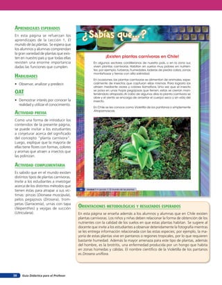 Guía Didáctica para el Profesor38
¿Sabías que...?
En algunos sectores cordilleranos de nuestro país, o en la zona sur,
viven plantas carnívoras. Habitan en suelos muy pobres en nutrien-
tes; por ejemplo,turberas,humedales,laderas de piedra caliza,zonas
montañosas y tierras con alta salinidad.
En ocasiones,las plantas carnívoras se alimentan de animales,espe-
cialmente de insectos que capturan ellas mismas. Para lograrlo los
atraen mediante olores y colores llamativos. Una vez que el insecto
se posa en unas hojas pegajosas que tienen, estas se cierran man-
teniéndolo atrapado.Al cabo de algunos días la planta carnívora se
abre y el viento se encarga de arrastrar el cuerpo seco y sin vida del
insecto.
En Chile se les conoce como Violetilla de los pantanos o simplemente
Atrapamoscas.
¡Existen plantas carnívoras en Chile!
22 Unidad 1 • Lección 1: El mundo de las plantas
orienTaciones MeTodolóGicas Y resulTados esperados
En esta página se enseña además a los alumnos y alumnas que en Chile existen
plantas carnívoras. Los niños y niñas deben relacionar la forma de obtención de los
nutrientes con la calidad de los suelos en que estas plantas habitan. Se sugiere al
docente que invite a los estudiantes a observar detenidamente la fotografía mientras
se les entrega información relacionada con las estas especies; por ejemplo, la ma-
yoría de estas plantas vive en pantanos o regiones tropicales, por lo que requieren
bastante humedad. Además la mayor amenaza para este tipo de plantas, además
del hombre, es la brotritis, una enfermedad producida por un hongo que habita
en zonas húmedas y cálidas. El nombre científico de la Violetilla de los pantanos
es Drosera uniflora.
aprendiZaJes esperados
En esta página se refuerzan los
aprendizajes de la Lección 1, El
mundo de las plantas. Se espera que
los alumnos y alumnas comprendan
la gran variedad de plantas que exis-
ten en nuestro país y que todas ellas
revisten una enorme importancia
dadas las funciones que cumplen.
HaBilidades
• Observar, analizar y predecir.
oaT
• Demostrar interés por conocer la
realidad y utilizar el conocimiento.
acTiVidad preVia
Como una forma de introducir los
contenidos de la presente página,
se puede invitar a los estudiantes
a conjeturar acerca del significado
del concepto “planta carnívora”.
Luego, explique que la mayoría de
ellas tiene flores con formas, colores
y aromas que atraen a insectos que
las polinizan.
acTiVidad coMpleMenTaria
Es sabido que en el mundo existen
distintos tipos de plantas carnívoras.
Invite a los estudiantes a investigar
acerca de los distintos métodos que
tienen éstas para atrapar a sus víc-
timas: pinzas (Dionaea muscipula),
pelos pegajosos (Drosera), trom-
petas (Sarracenia), urnas con tapa
(Nepenthes) y vejigas de succión
(Utricularia).
 