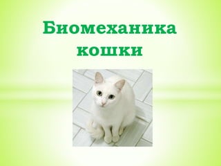 Биомеханика
кошки
 
