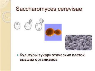 Saccharomyces cerevisae
 Культуры эукариотических клеток
высших организмов
 