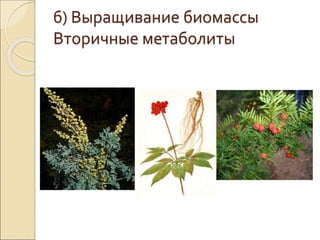 б) Выращивание биомассы
Вторичные метаболиты
 