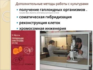 Дополнительные методы работы с культурами
 получение гаплоидных организмов из
пыльцевых зерен, яйцеклеток, затем перевод в диплоидное состояние
 соматическая гибридизация
 реконструкция клеток
 хромосомная инженерия
 
