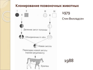 Клонирование позвоночных животных
 1979
 Стин Вилладсен


 1988
 