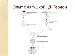 Опыт с лягушкой Д. Гердон
 